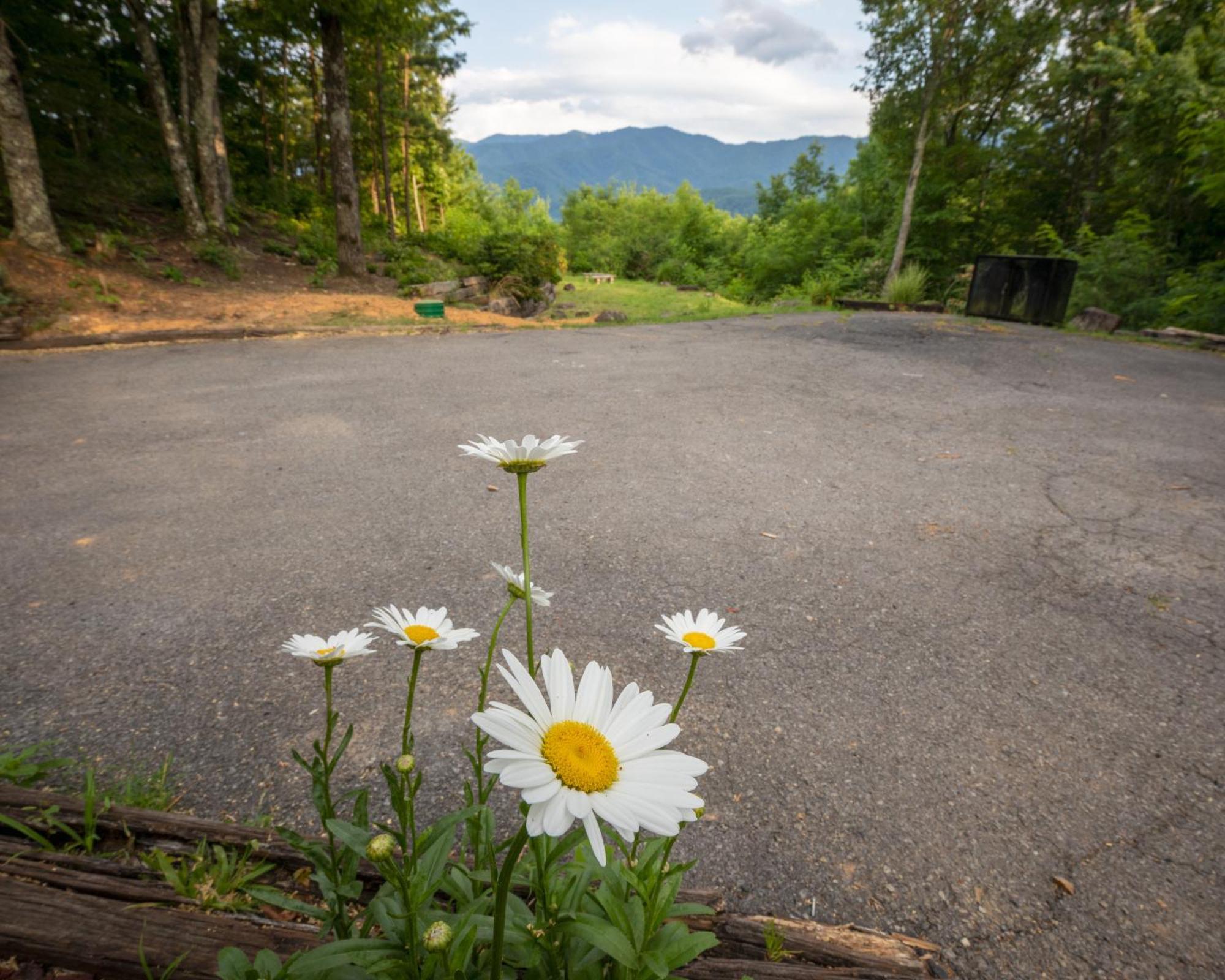 Real Log Cabin With Amazing Views, Hot Tub, Sauna, Games Gatlinburg Luaran gambar