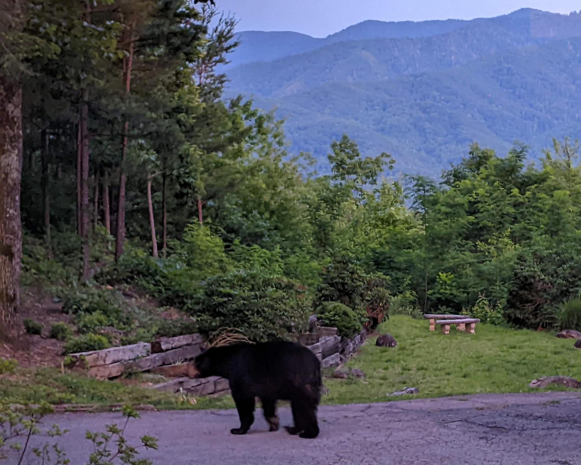 Real Log Cabin With Amazing Views, Hot Tub, Sauna, Games Gatlinburg Luaran gambar